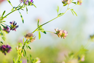 Flowers in field