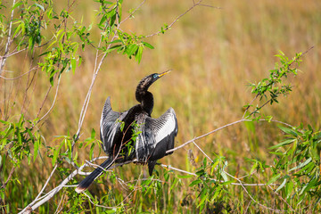 Anhinga
