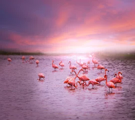 Keuken foto achterwand Flamingo Flamingo