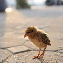 Small chick of gamecocks in evening lighting