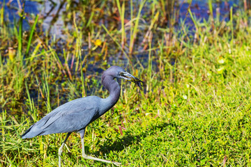 Heron in Florida
