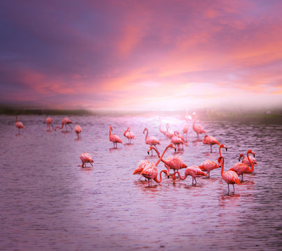 Fototapeta Flamingo