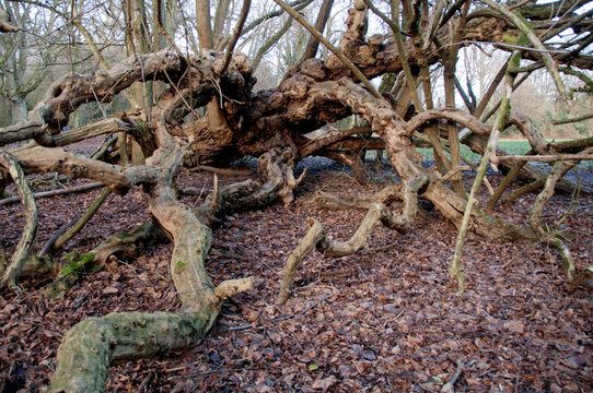 Tangled tree roots