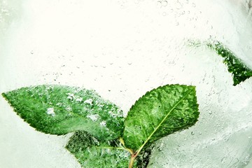 Rosenblätter im Eis