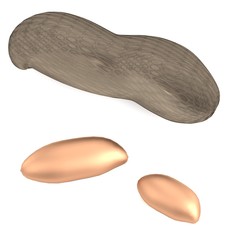 realistic 3d render of peanuts