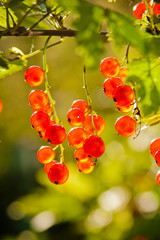 illuminated by sunlight redcurrant berries