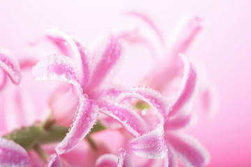 Obraz na płótnie Canvas pink hyacinth flower
