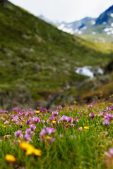 Obraz premium wild flowers