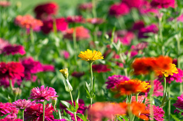Fototapeta premium Colorful chrysanthemums