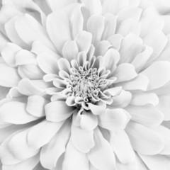 Fototapeta premium White chrysanthemum