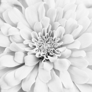 Fototapeta White chrysanthemum