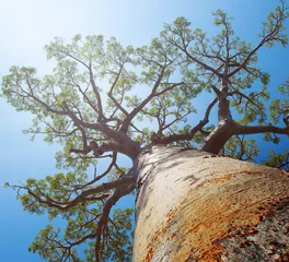 Papier Peint photo Lavable Baobab Madagascar
