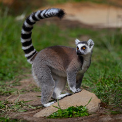 Lemur