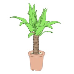 cartoon image of palm tree