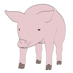 cartoon image of pig animal