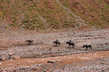 Lone transport of horses through the mountains