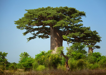 Baobab