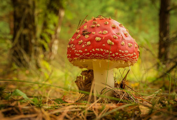 toadstool
