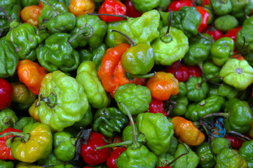 Petits poivrons.