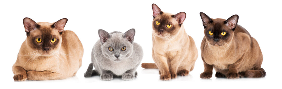 Group Of Burmese Cats