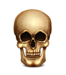 Realistic Vector Skull