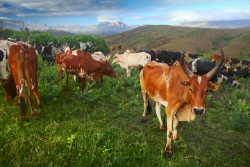 Herd