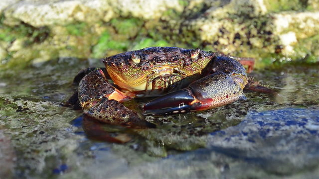 Large Stone crab on the coastal rocks. Footage 1920x1080