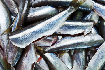 Fototapeta premium Fresh crude anchovies