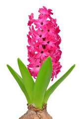 Hyacinth isolated on white