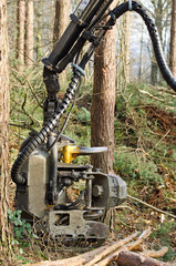 Holzvollernter bei der Arbeit