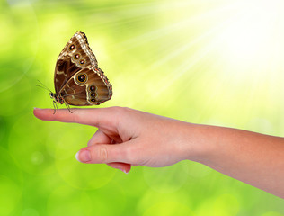 Butterfly Morpho sitting on the hand