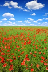 Foto op Plexiglas red poppies on green field © vencav