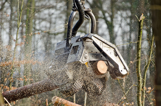 Arbeitskopf eines Holzvollernters