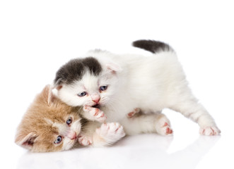 Fototapeta premium two playful british kittens. isolated on white background