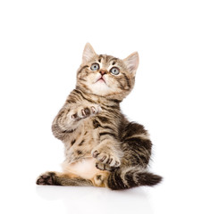 playful scottish kitten looking up. isolated on white background