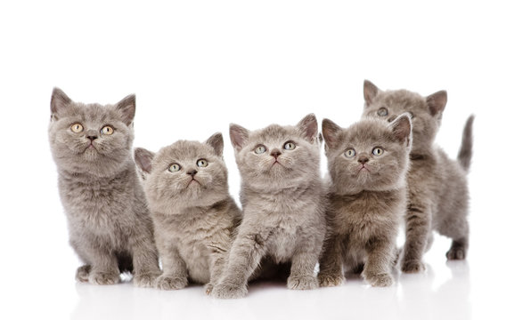group british shorthair kittens. isolated on white background