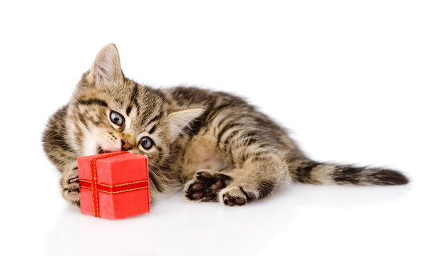 scottish kitten with gift. isolated on white background