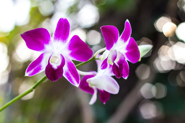 Purple and white orchids blooming beautifully in the morning