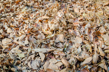 Leaves on the floor