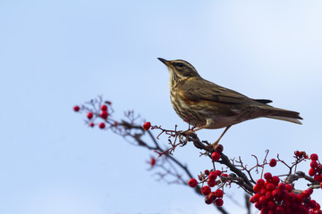 Redwing  (Turdus iliacus)