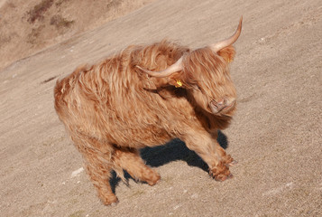 Fototapeta premium Photo of the red bull