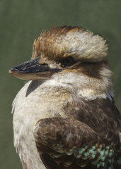 laughing kookaburra  (Dacelo novaeguineae)