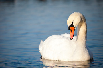 Swans on the lake with blue water background