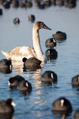 Fototapeta premium Swans on the lake with blue water background