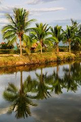 Fototapeta na wymiar Coconut Palms near the canal
