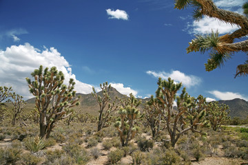 Joshua tree forest, Arizona,USA