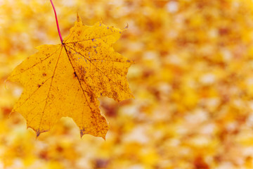 yellow leaves in autumn