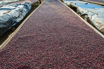 Drying coffee berries