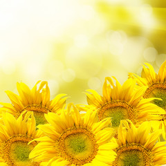 Fototapeta premium sunflower