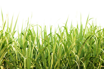 Obraz premium Green sugarcane leaves isolated